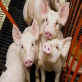 Francisco J Franco Posada