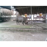 alba lucia colon jimenez