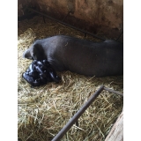 Guillem Es Cocons de Son Mut