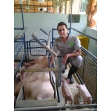 orlando rangel pestana