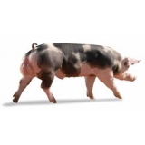 Alejandro Elizondo Richmond