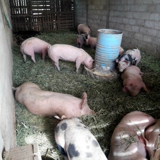 Fabián  Ramírez Diaz 